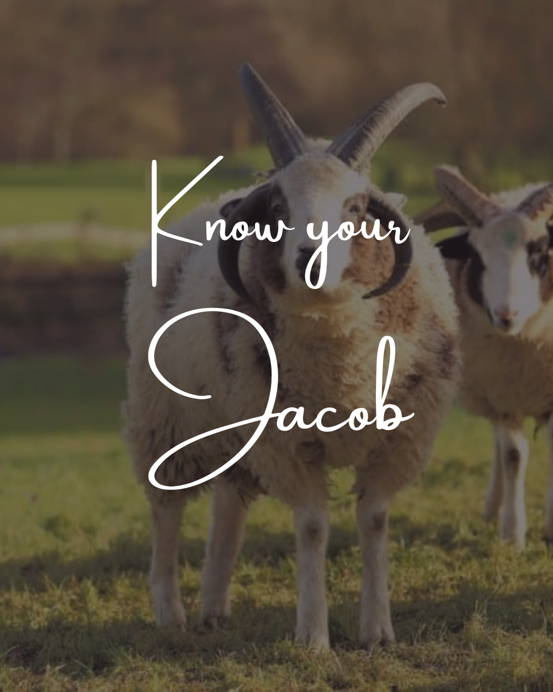 Know your sheep 4ta edición - Jacob - Image 2