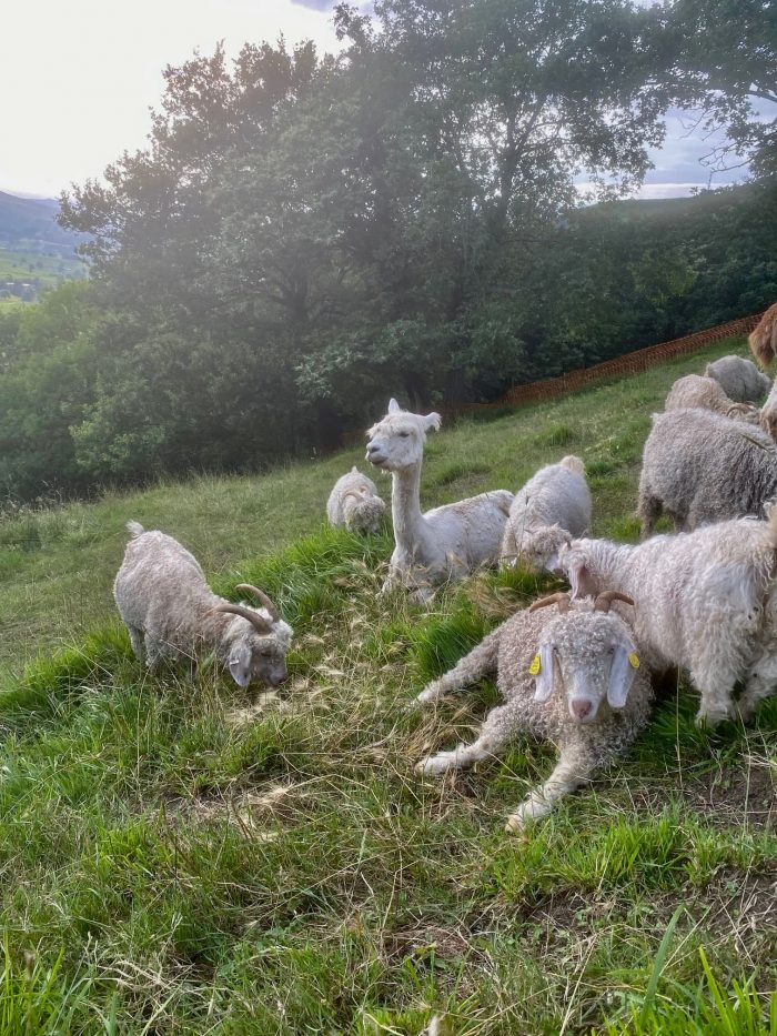 Visita la granja de alpacas El Camino - Imagen 4