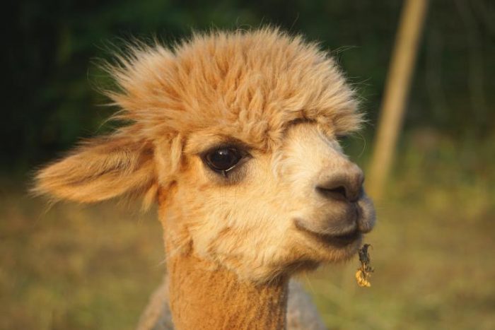 Visita la granja de alpacas El Camino - Imagen 2
