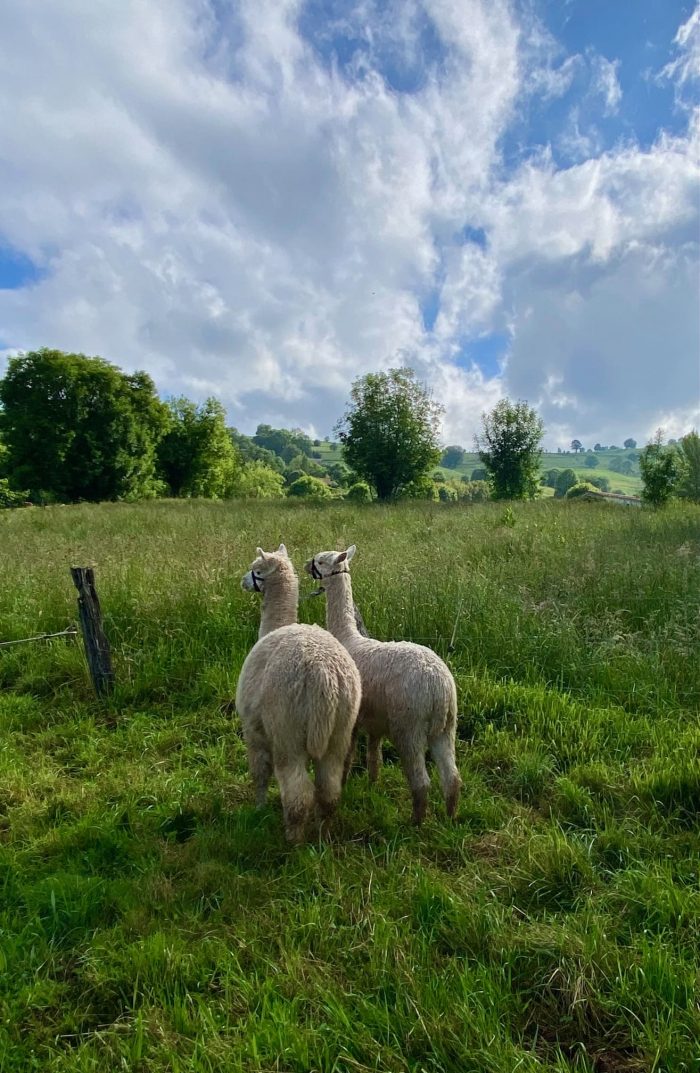 Visita la granja de alpacas El Camino - Imagen 3