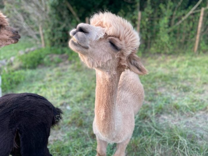 Visita la granja de alpacas El Camino